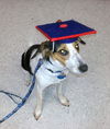Brad the Magnificent Seven Puppy