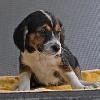 Bronson the Magnificent Seven Puppy