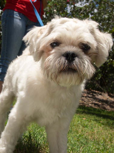 Jack the Shih Tzu/Schauzer Mix