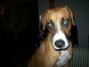Coco the Cat Loving Boxer/Greyhound Blend