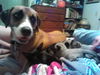 Coco the Cat Loving Boxer/Greyhound Blend