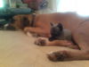 Coco the Cat Loving Boxer/Greyhound Blend