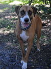 Coco the Cat Loving Boxer/Greyhound Blend