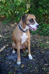 Coco the Cat Loving Boxer/Greyhound Blend
