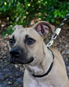 Colby the Mini Bulldog Blend