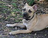 Colby the Mini Bulldog Blend