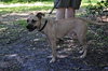 Colby the Mini Bulldog Blend