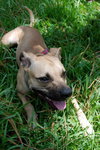 Colby the Mini Bulldog Blend