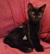 Fred the Girl Kitten