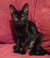 Fred the Girl Kitten