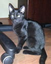 Fred the Girl Kitten