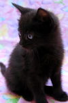 Bree the Sweetest Kitten