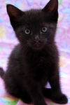 Bree the Sweetest Kitten