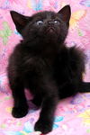Bree the Sweetest Kitten
