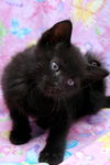 Bree the Sweetest Kitten