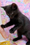 Bree the Sweetest Kitten