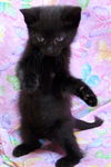 Bree the Sweetest Kitten