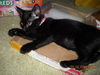 Bree the Sweetest Kitten