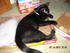 Bree the Sweetest Kitten