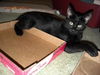 Bree the Sweetest Kitten