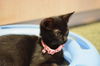 Bree the Sweetest Kitten