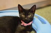 Bree the Sweetest Kitten
