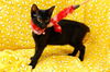 Bree the Sweetest Kitten