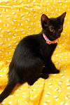 Bree the Sweetest Kitten