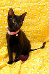 Bree the Sweetest Kitten