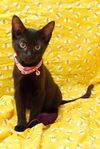 Bree the Sweetest Kitten