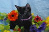 Bree the Sweetest Kitten