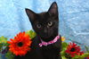 Bree the Sweetest Kitten