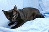 Maureen the Mother Cat