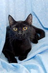 Maureen the Mother Cat