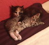Alger the Silly Kitten