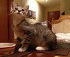Alger the Silly Kitten