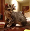 Alger the Silly Kitten