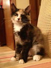Trudie the Puff Ball Calico Kitten
