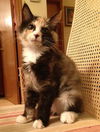 Trudie the Puff Ball Calico Kitten