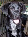 Downey the Lab Puppy