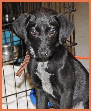 Downey the Lab Puppy