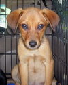 Tangle the Lab Puppy