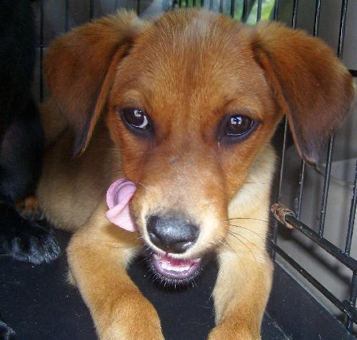 Tangle the Lab Puppy