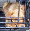 Tangle the Lab Puppy