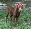 Reebok the Choc. Lab Puppy