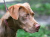 Reebok the Choc. Lab Puppy