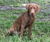 Reebok the Choc. Lab Puppy
