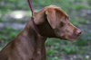 Reebok the Choc. Lab Puppy
