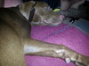 Reebok the Choc. Lab Puppy