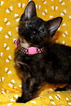 Anise the Lovely Kitten